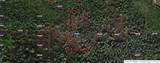  Holopaw Groves Road - Photo 1