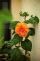 13631 Via Roma Circle - Photo 29