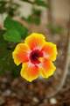 13631 Via Roma Circle - Photo 36