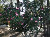 1715 Lake Mary Boulevard - Photo 44
