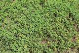  Green Swamp Road - Photo 11