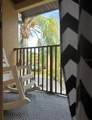 1337 Calabria Avenue - Photo 40
