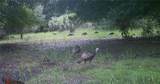 163 and 167 Golden Oaks Road - Photo 11