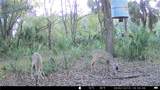 163 and 167 Golden Oaks Road - Photo 17