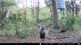 163 and 167 Golden Oaks Road - Photo 4