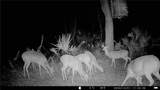 163 and 167 Golden Oaks Road - Photo 8