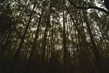  Sweet Gum Road - Photo 16