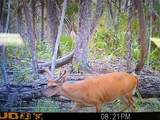0 Se Bee Tree Rd - Photo 8