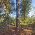 19037 Parakeet Road - Photo 3