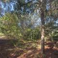 19037 Parakeet Road - Photo 5