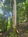PR 970 Maizales Ward - Photo 15