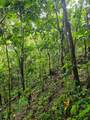 PR 970 Maizales Ward - Photo 16