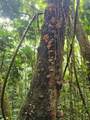 PR 970 Maizales Ward - Photo 42