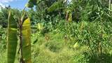 0 Sink Hole Road - Photo 12