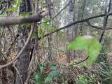 8014 Simmons Street - Photo 3