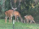 462 Dew Plant Point - Photo 45