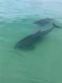 3820 Gulf Boulevard - Photo 61