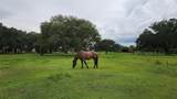281 Foal Drive - Photo 12