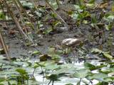  Deep Woods Road - Photo 72