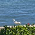 777 John Ringling Boulevard - Photo 14