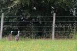  Green Swamp Road - Photo 36