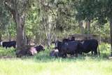  Green Swamp Road - Photo 42