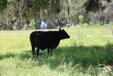  Green Swamp Road - Photo 44