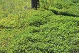  Green Swamp Road - Photo 6
