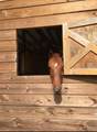 10946 Gun Dog Way - Photo 70