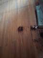 217 Banana Street - Photo 19