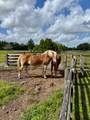 1126 County Road 665 - Photo 6