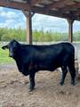 1126 County Road 665 - Photo 7