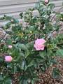 14040 151 Terrace - Photo 57