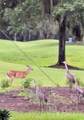 19484 Forest Garden Court - Photo 60