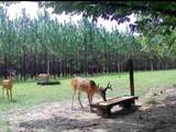 272 County Road 337 - Photo 10