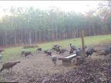 272 County Road 337 - Photo 12