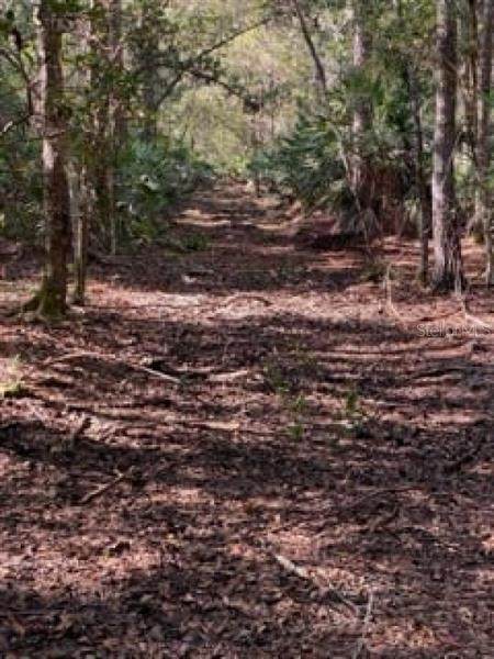 Jungle Road - Photo 1