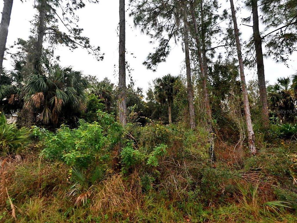  Cissus Avenue - Photo 1