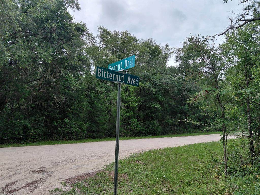  Peanut Drive - Photo 1