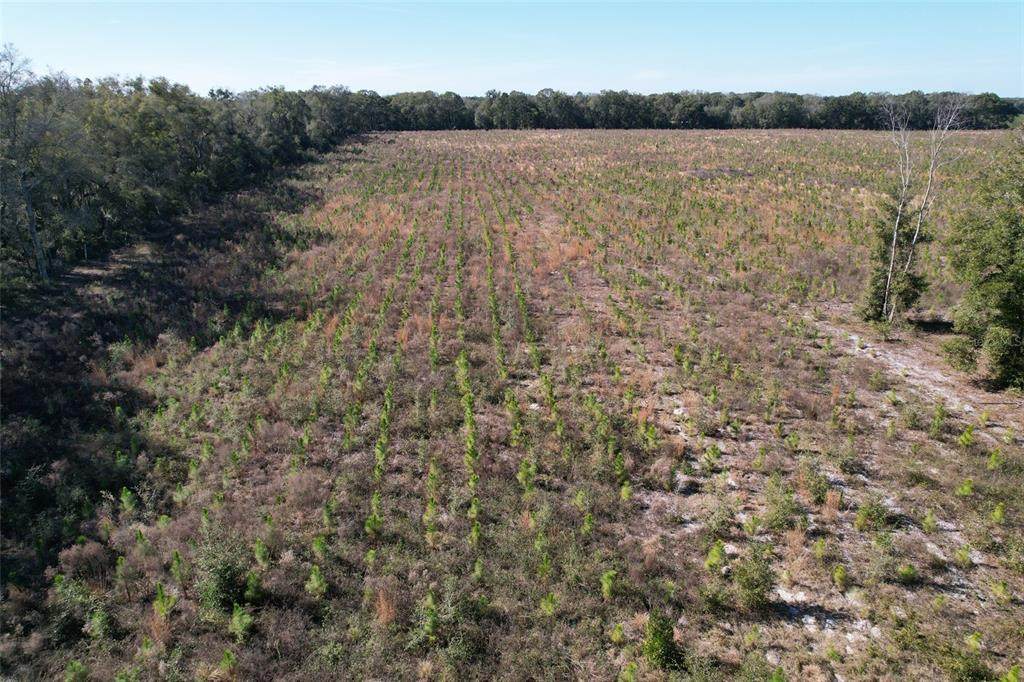 County Road 313 - Photo 1