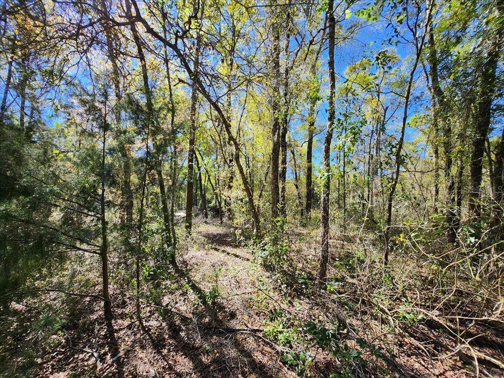 00 Pine Dr - Photo 1