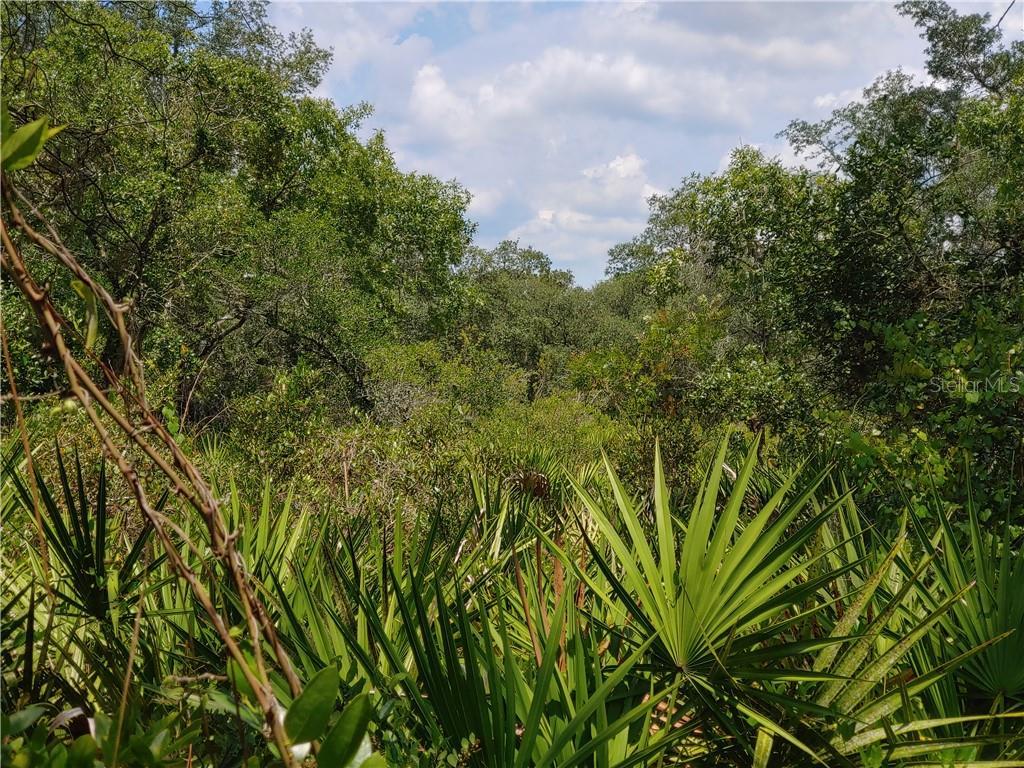 2873 Sand Pine Trail - Photo 1