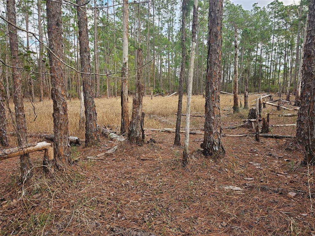  Chinaberry Street - Photo 1