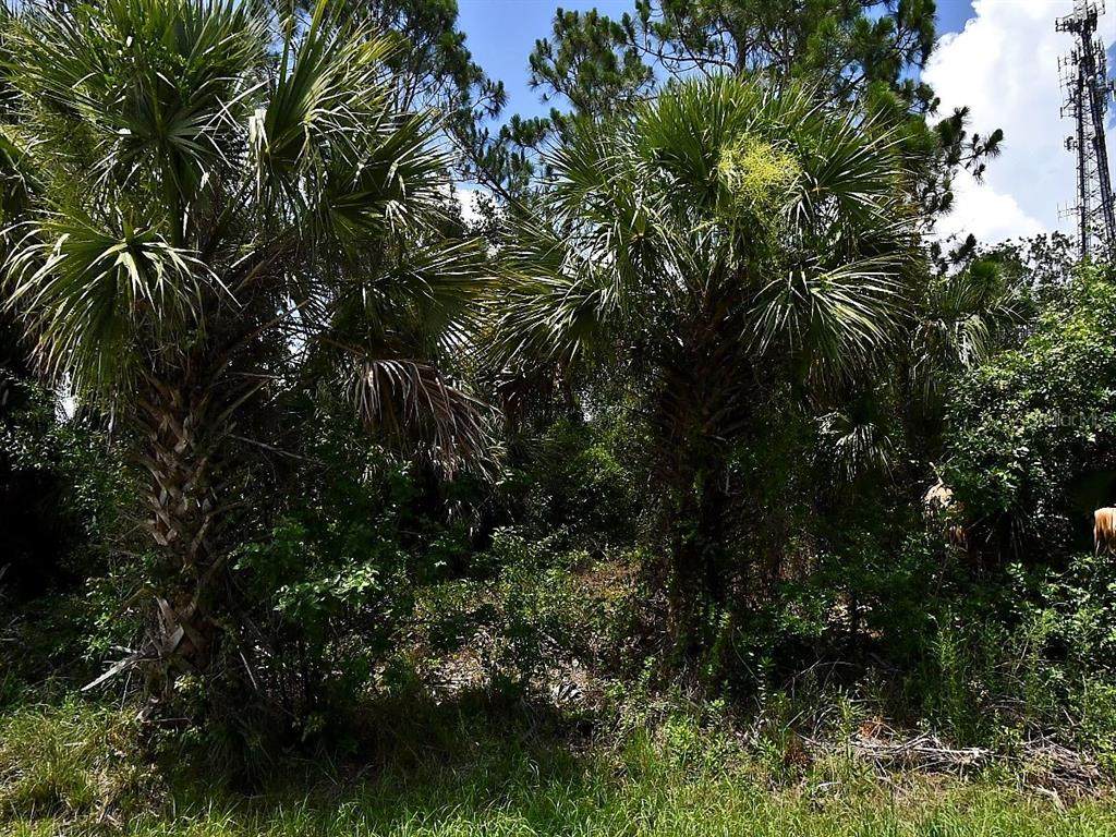  Sago Palm Road - Photo 1