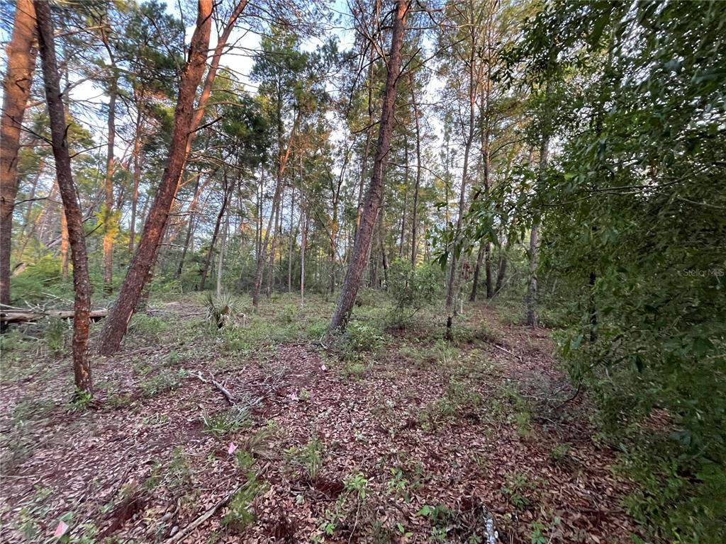 TBD Twin Lakes Road - Photo 1