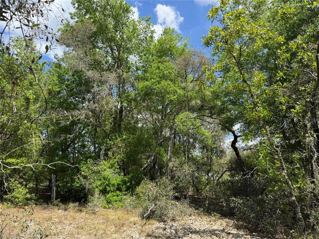 TBD Big Bear Ridge - Photo 1