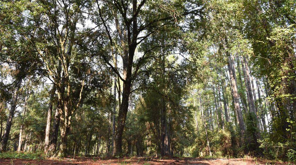 180 Caravelle Farms Road - Photo 1