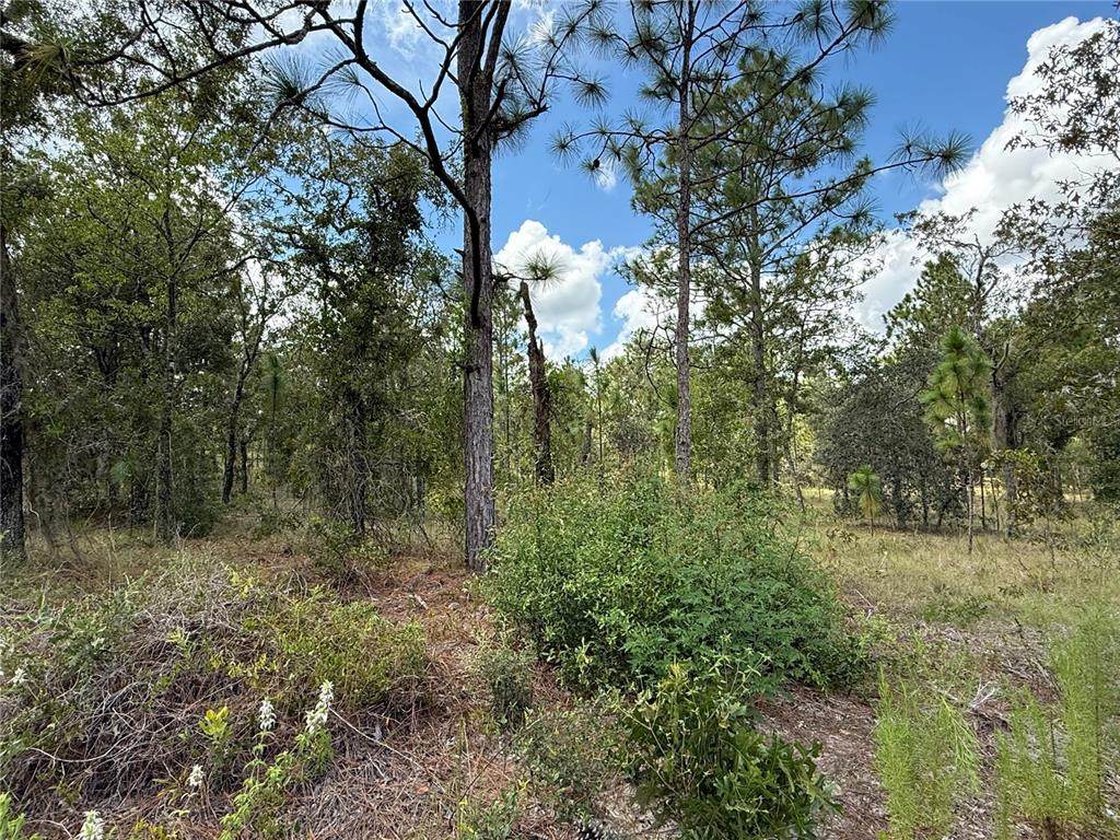  Deer Park Heights - Photo 1