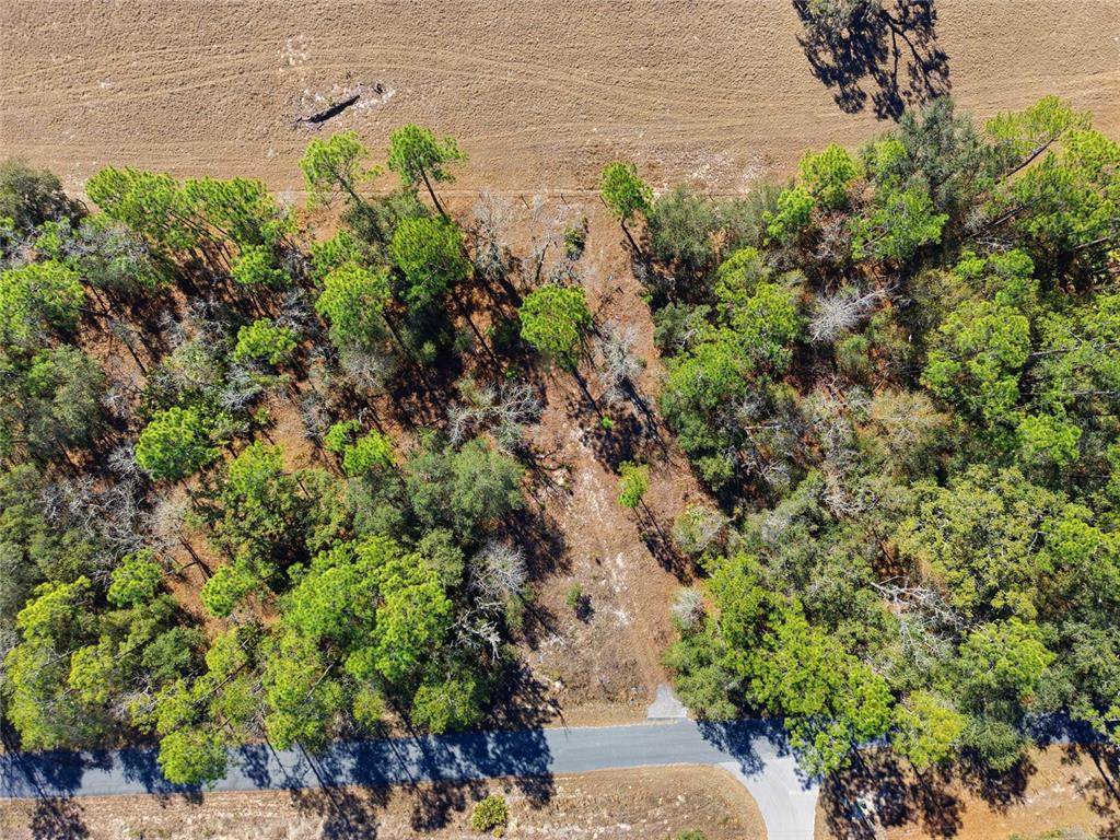 24456 Tiger Lake Boulevard - Photo 1