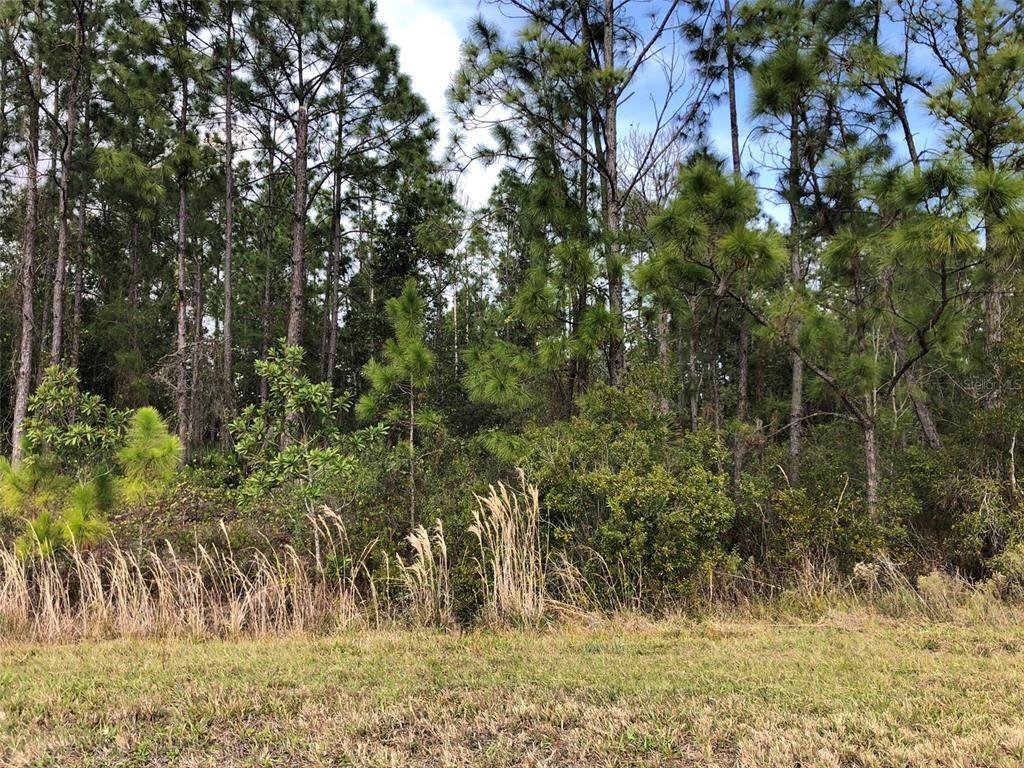 Florida Jay Lane - Photo 1